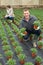 Smiling floriculturist showing African daisies