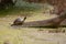 Smiling Florida red-bellied cooter sunning on a log