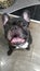 Smiling French Bulldog Black dog