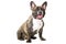 Smiling French bulldog of tiger color on isolated white