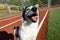 A smiling funny dog with a wet nose. A black and white funny mutt dog looks into the camera.