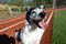 A smiling funny dog with a wet nose. A black and white funny mutt dog looks into the camera.