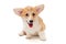 Smiling funny Pembroke Corgi puppy