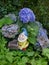 Smiling garden dwarf with a blue hat, yellow jacket and a wheelbarrow between blue hydrangeas