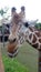 Smiling Giraffe with blue sky background.