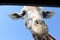 Smiling Giraffe Head Close-Up