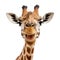 Smiling Giraffe Isolated on White Background. Generative ai