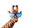 Smiling giraffe wearing a blue sunglasses