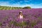 Smiling girl sniffing flowers in a lavender field