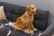 Smiling golden puppy standing on the sofa with tissue paper