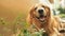 Smiling Golden retriver