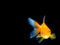 Smiling goldfish on black background,Goldfish swimming on black background ,Gold fish,Decorative aquarium fish,Gold fish