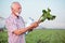 Smiling gray haired agronomist or farmer examining young sugar beet plant in field