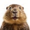 Smiling Groundhog Close-up: Flat Drawing With White Background