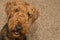 Smiling happy airedale terrier dog