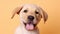 Smiling happy Chocolate labrador retriever puppy posing on light background studio photo