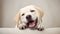 Smiling happy Chocolate labrador retriever puppy posing on light background studio photo