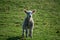 A smiling, happy lamb on a grass feild