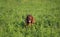 Smiling happy panting pet dog hidden in the grass, peekaboo
