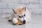 Smiling happy pet dog light colored husky puppy gnawing with pleasure bone of food. Dogs delicacy. Doggy chewing on natural