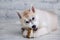 Smiling happy pet dog light colored husky puppy gnawing with pleasure bone of food. Dogs delicacy. Doggy chewing on natural