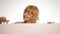 Smiling happy woman standing behind and leaning on a white blank billboard or placard, girl smiling, sends a kiss