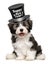 Smiling havanese puppy is wearing a Happy New Year top hat