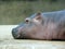 Smiling Hippo Baby