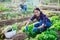 Smiling hispanic woman harvesting green lettuce at smallholding