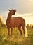 Smiling horse, portrait in sunset