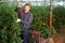 Smiling horticulturist harvesting red tomatoes in hothouse