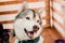 Smiling husky dog on a striped background