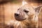 Smiling hyena in Zoo