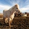 Smiling icelandic horse in a farm