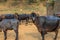 Smiling Indian buffalo roaming in their free times in group