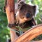 Smiling Koala in a Eucalyptus Tree