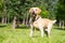 Smiling labrador dog in the city park