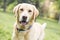 Smiling labrador dog in the city park