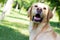 Smiling labrador dog in the city park