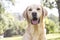 Smiling labrador dog in the city park