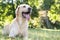 Smiling labrador dog in the city park