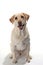 Smiling labrador retriever on white background