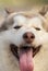 Smiling Lilac color Alaskan malamute dog face