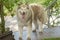 A Smiling lilac color Alskan malamute dog