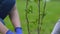 Smiling little girl and woman planting tree in park, environmental volunteering