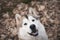 Smiling Malamute in an autumnal forest
