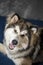 Smiling Malamute chilling on a couch