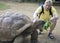 Smiling man feeds with a green branch a big Seychelles turtle Aldabrachelys gigantea and pats her on an armor