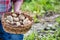 Smiling mature farmer showing newly harvest potatoes at farm