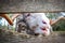 Smiling merino sheep looking through corral at farm land I